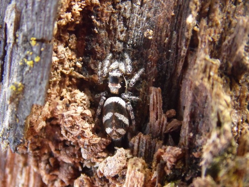 Salticidae bianconero: Salticus sp. - Arluno (MI)